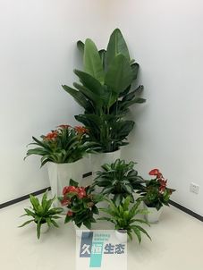 杭州办公室花卉绿植租摆简约组合